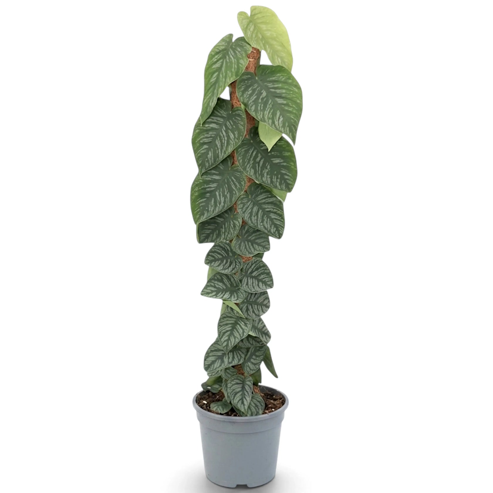 Monstera dubia climbing a tall support with mature fenestrated leaves at the top