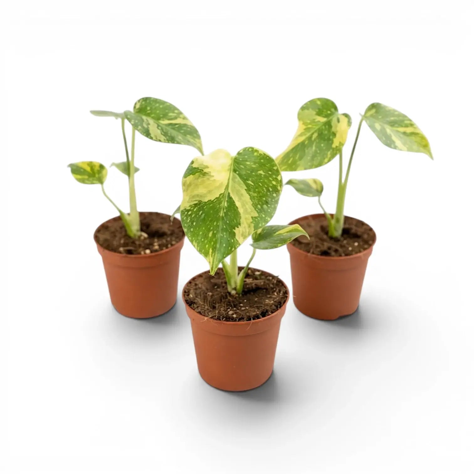 Three Monstera ‘Electrolyte’ baby plants with yellow-green marbled leaves in nursery pots.