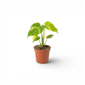 Monstera ‘Electrolyte’ baby plant with four yellow-green variegated leaves in a terracotta nursery pot.