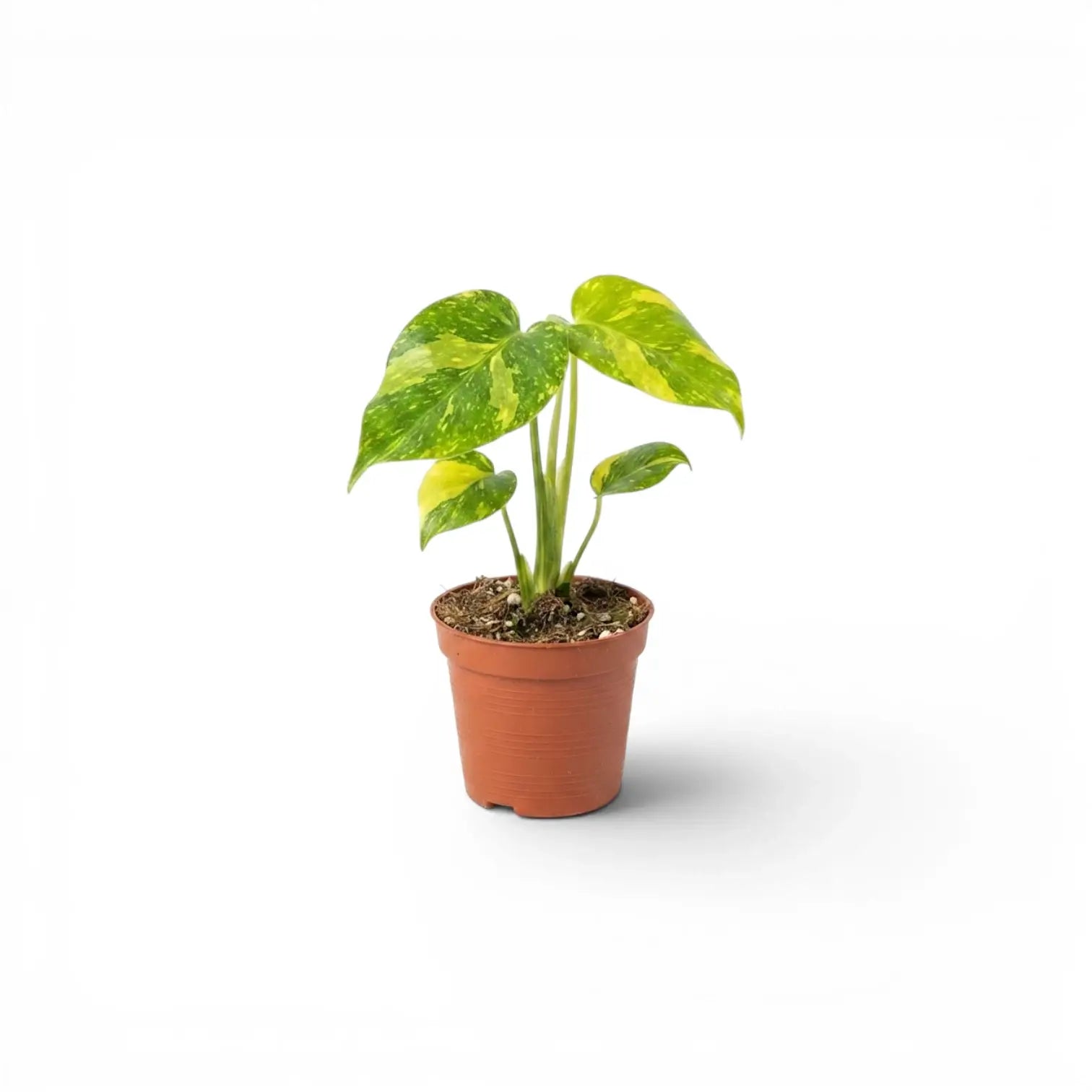 Monstera ‘Electrolyte’ baby plant with four yellow-green variegated leaves in a terracotta nursery pot.