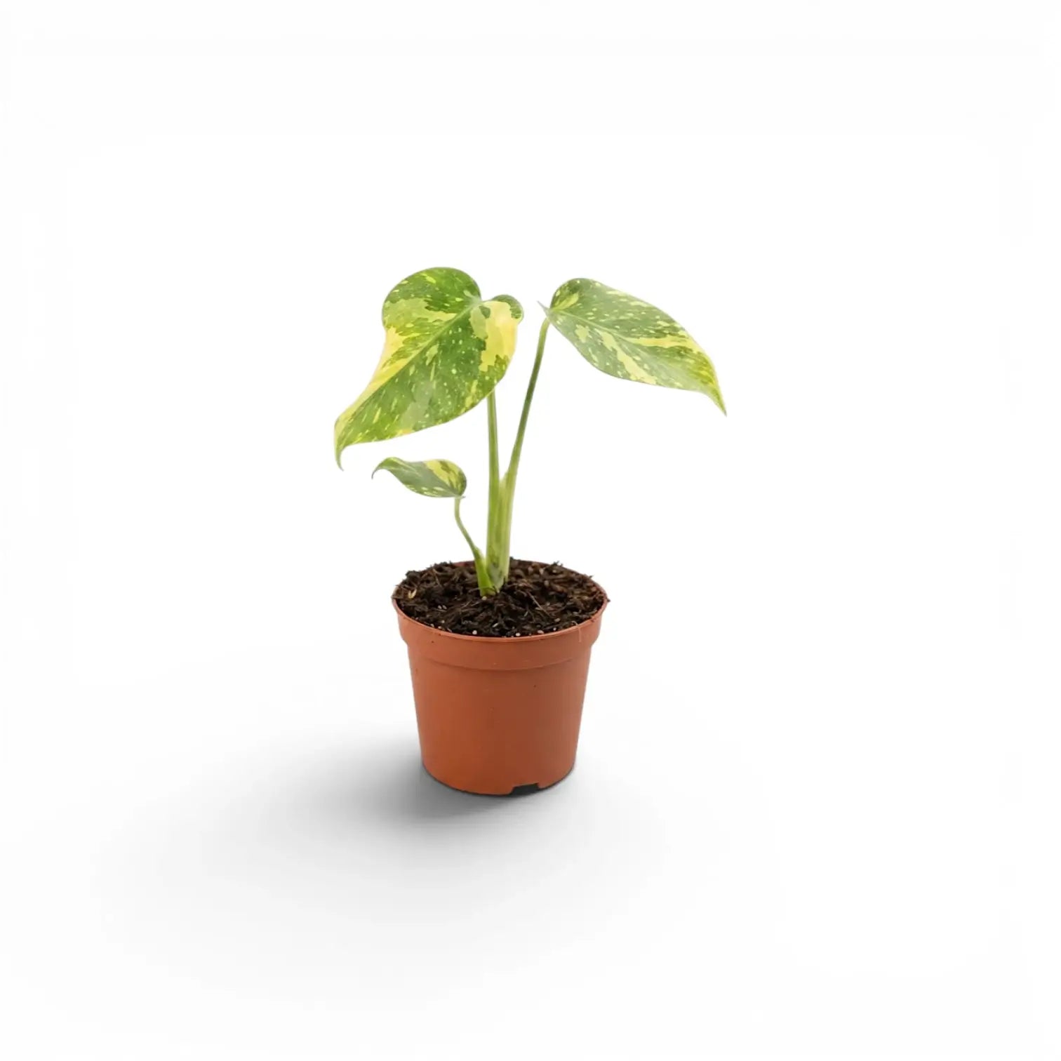 Monstera ‘Electrolyte’ baby plant with two pale yellow-green marbled leaves in a terracotta nursery pot.