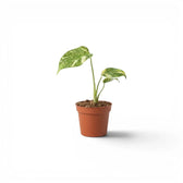 Monstera ‘Electrolyte’ baby plant with green leaves flecked in yellow in a terracotta nursery pot.