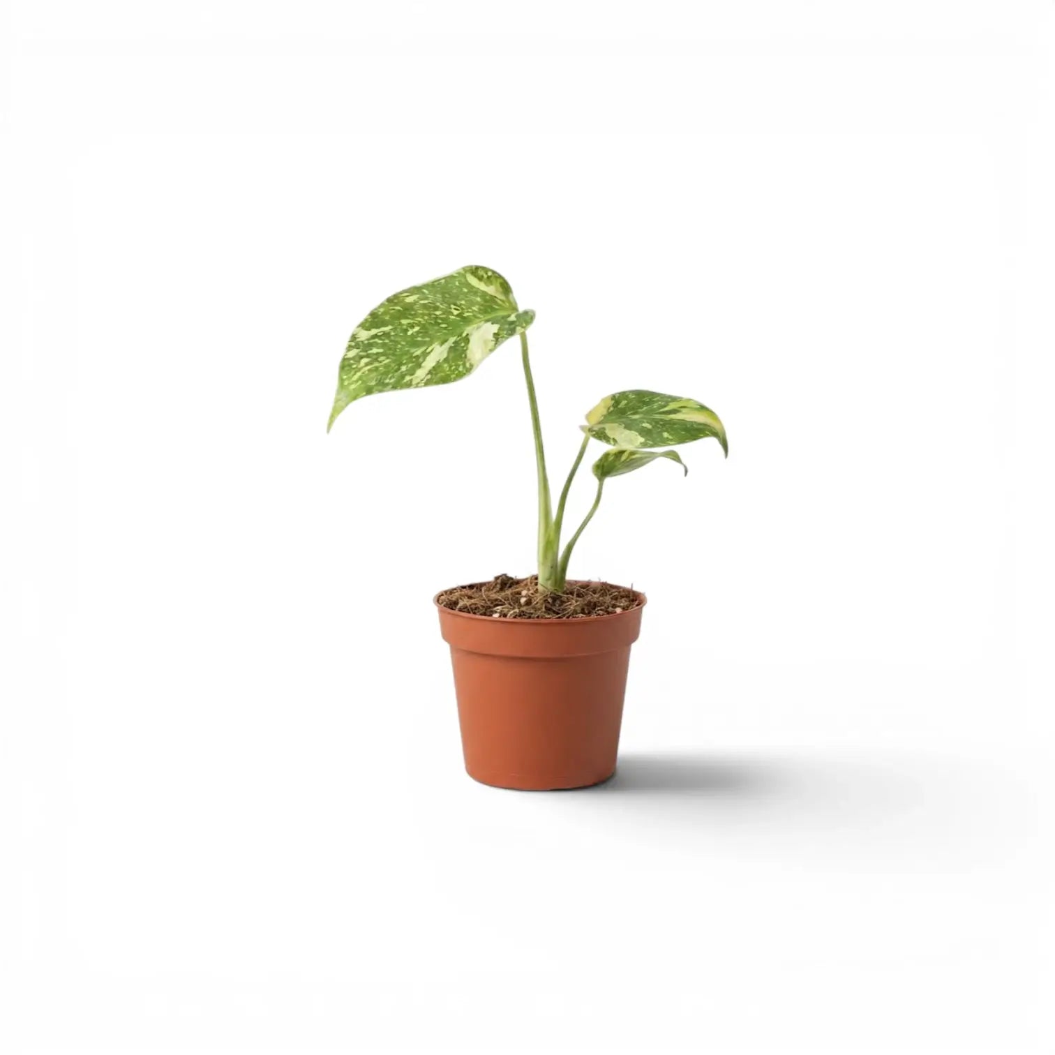 Monstera ‘Electrolyte’ baby plant with green leaves flecked in yellow in a terracotta nursery pot.