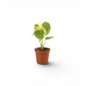 Monstera ‘Electrolyte’ baby plant with a broad cream sector on one heart-shaped leaf in a terracotta nursery pot.