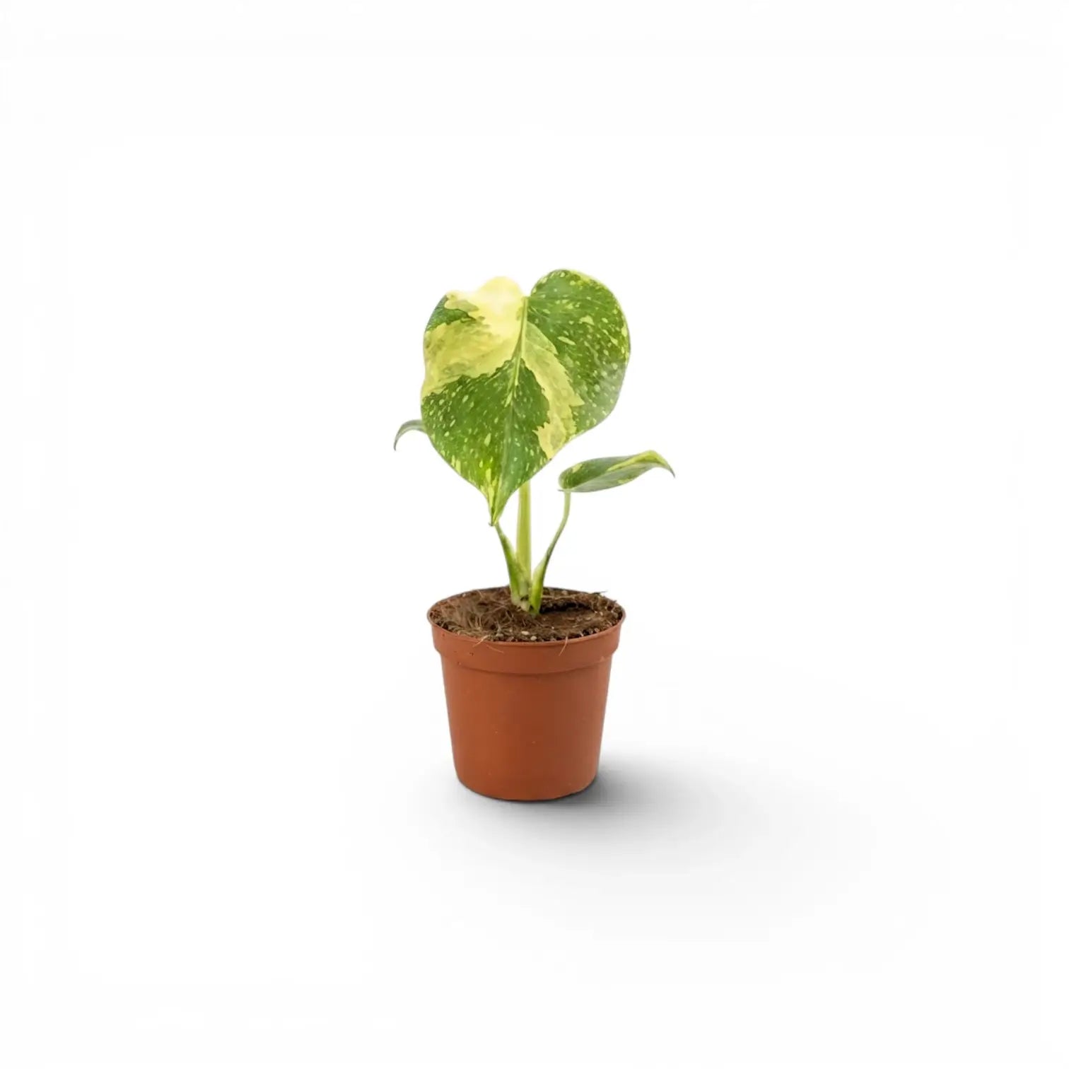 Monstera ‘Electrolyte’ baby plant with a broad cream sector on one heart-shaped leaf in a terracotta nursery pot.