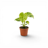 Monstera ‘Electrolyte’ baby plant with several yellow-marbled green leaves in a terracotta nursery pot.