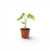 Monstera ‘Electrolyte’ baby plant with three lightly marbled green leaves in a terracotta nursery pot.