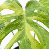 Monstera ‘Electrolyte’ fenestrated leaf with yellow-green marbling and fine speckling.
