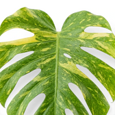 Monstera ‘Electrolyte’ leaf with deep fenestrations and mottled yellow variegation.