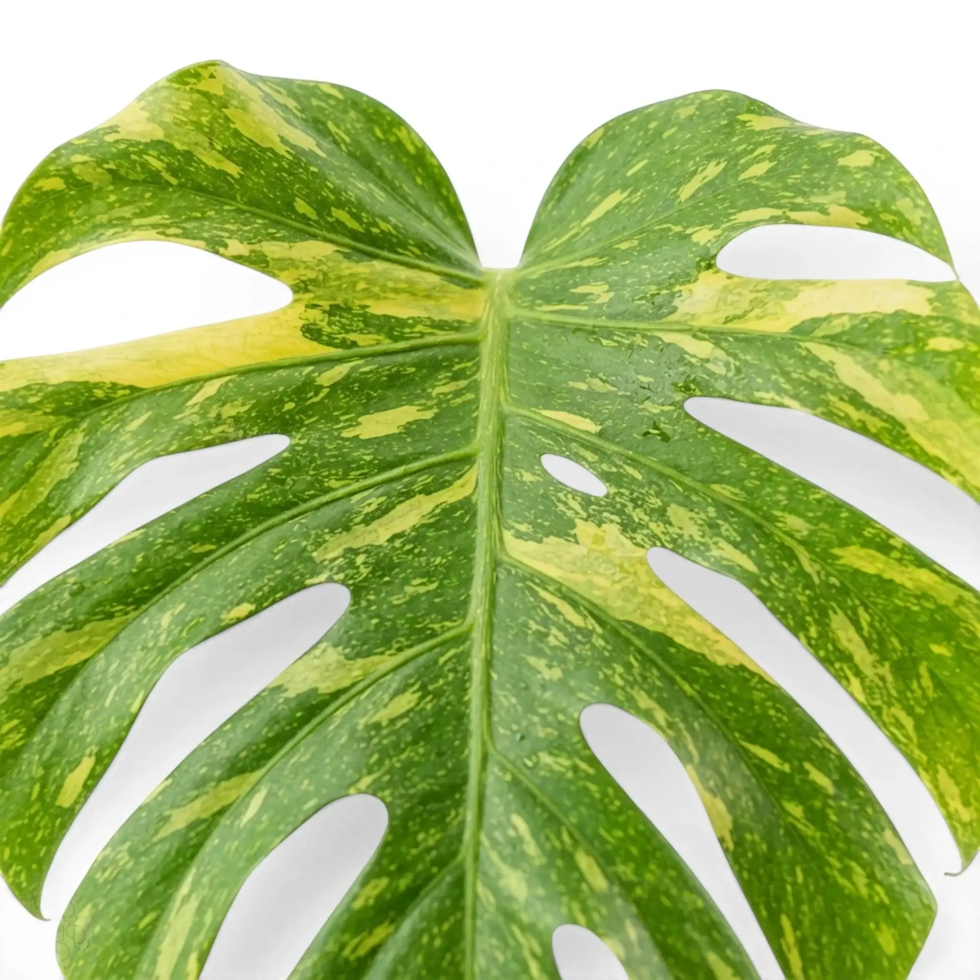 Monstera ‘Electrolyte’ leaf with deep fenestrations and mottled yellow variegation.