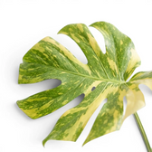 Monstera ‘Electrolyte’ lobed leaf with broad cream sectors and yellow-green marbling.