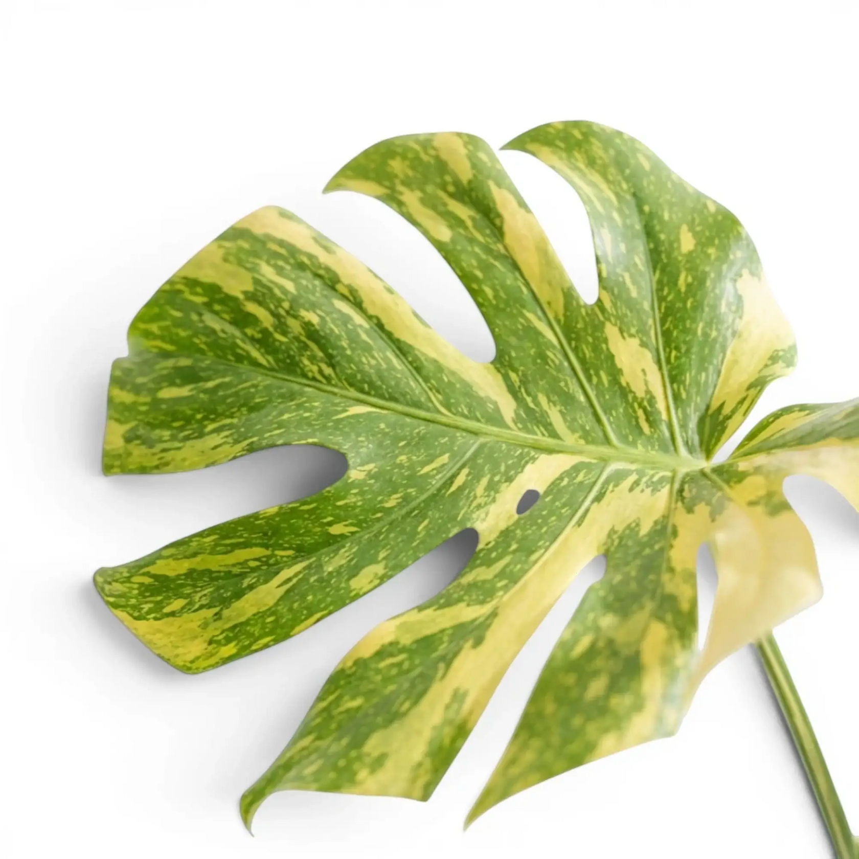 Monstera ‘Electrolyte’ lobed leaf with broad cream sectors and yellow-green marbling.