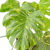 Overlapping Monstera ‘Electrolyte’ leaves with fenestrations and yellow-green variegation.