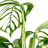 Monstera 'Esqueleto' leaf close-up on white background.