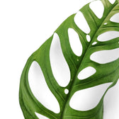 Monstera 'Esqueleto' potted plant in nursery pot on white background.