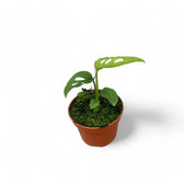 Monstera 'Esqueleto' potted plant in nursery pot on white background.