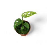 Monstera 'Esqueleto' potted plant in nursery pot on white background.