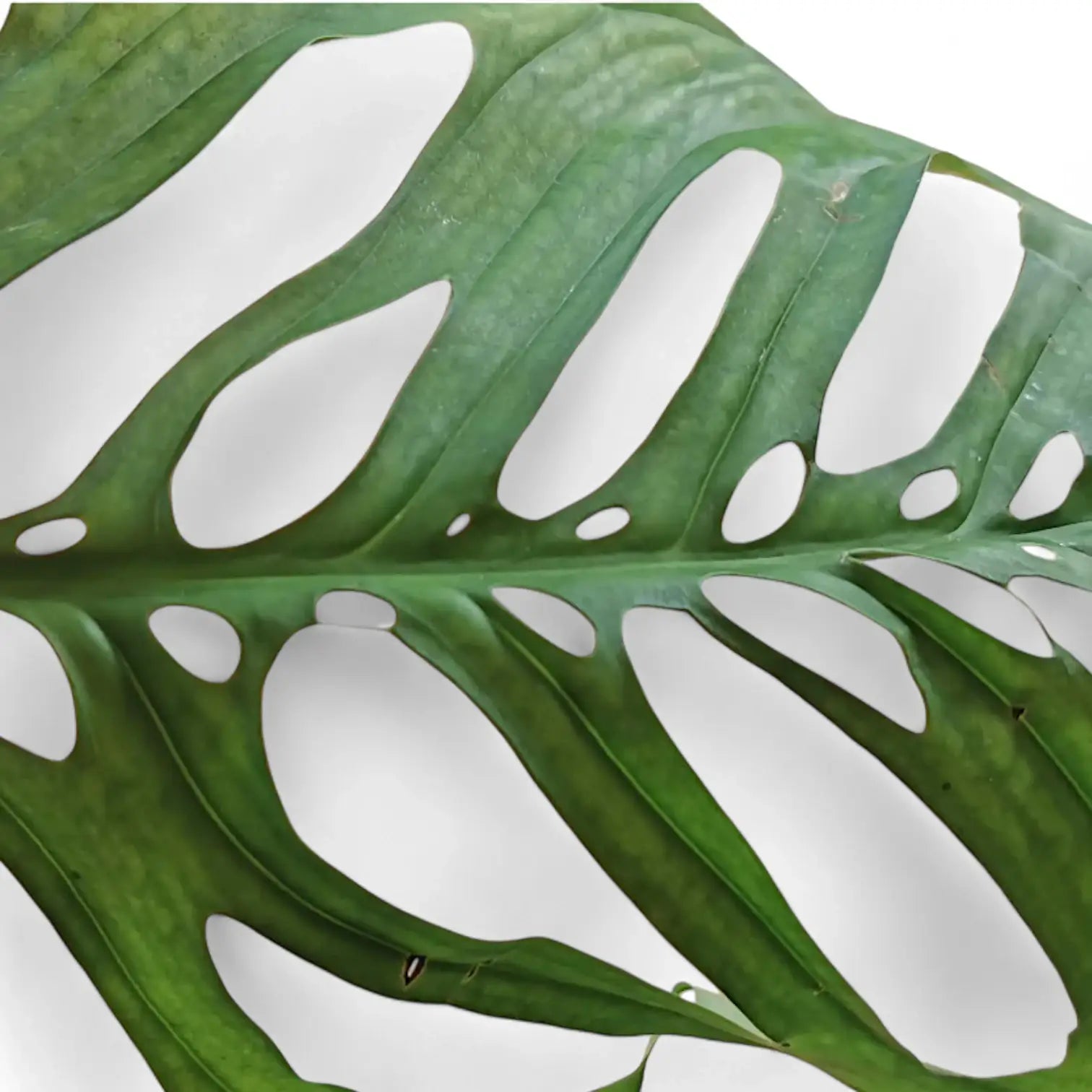 Monstera 'Esqueleto' potted plant in nursery pot on white background.