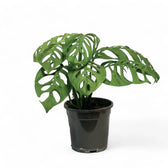 Monstera 'Esqueleto' potted plant in nursery pot on white background.