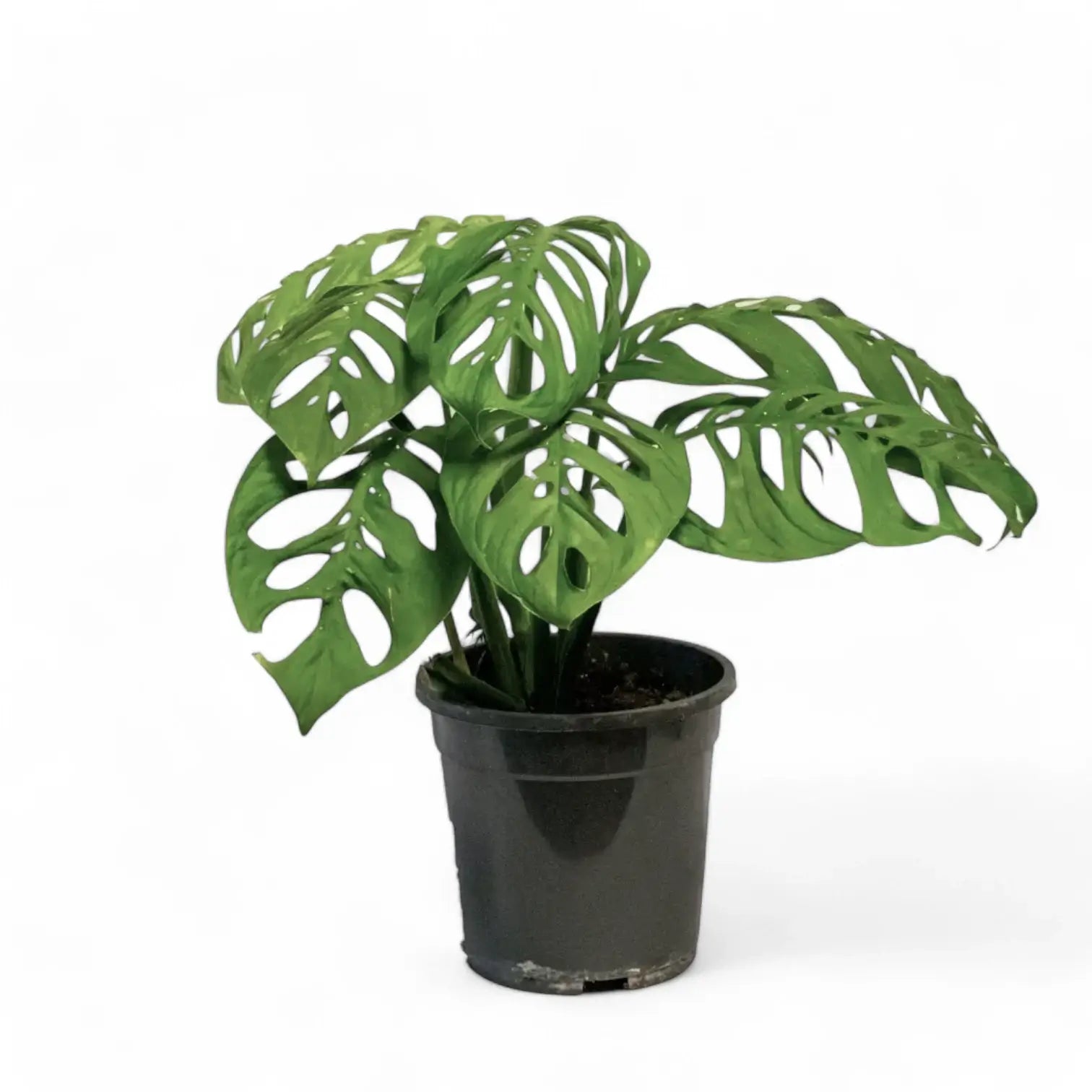 Monstera 'Esqueleto' potted plant in nursery pot on white background.