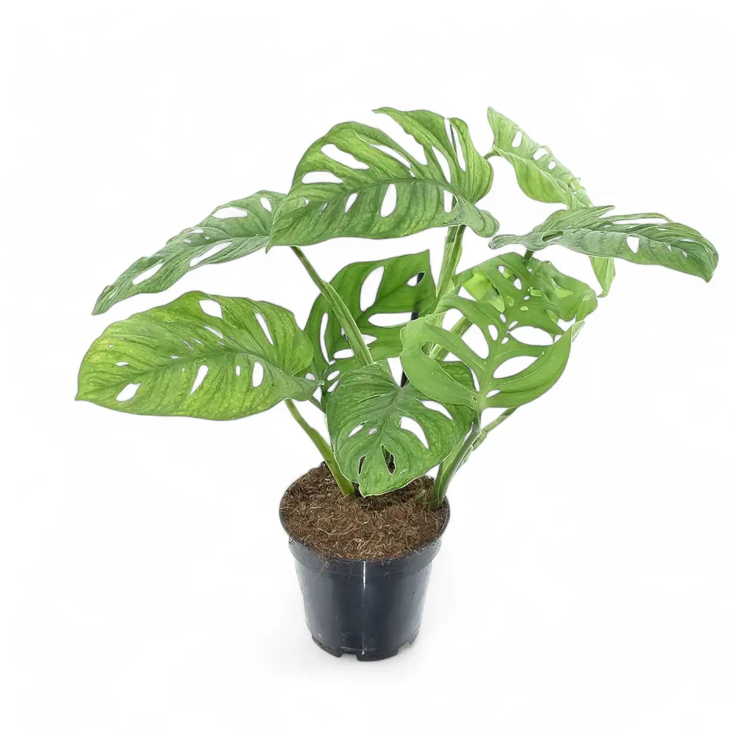 Monstera 'Esqueleto' potted plant in nursery pot on white background.