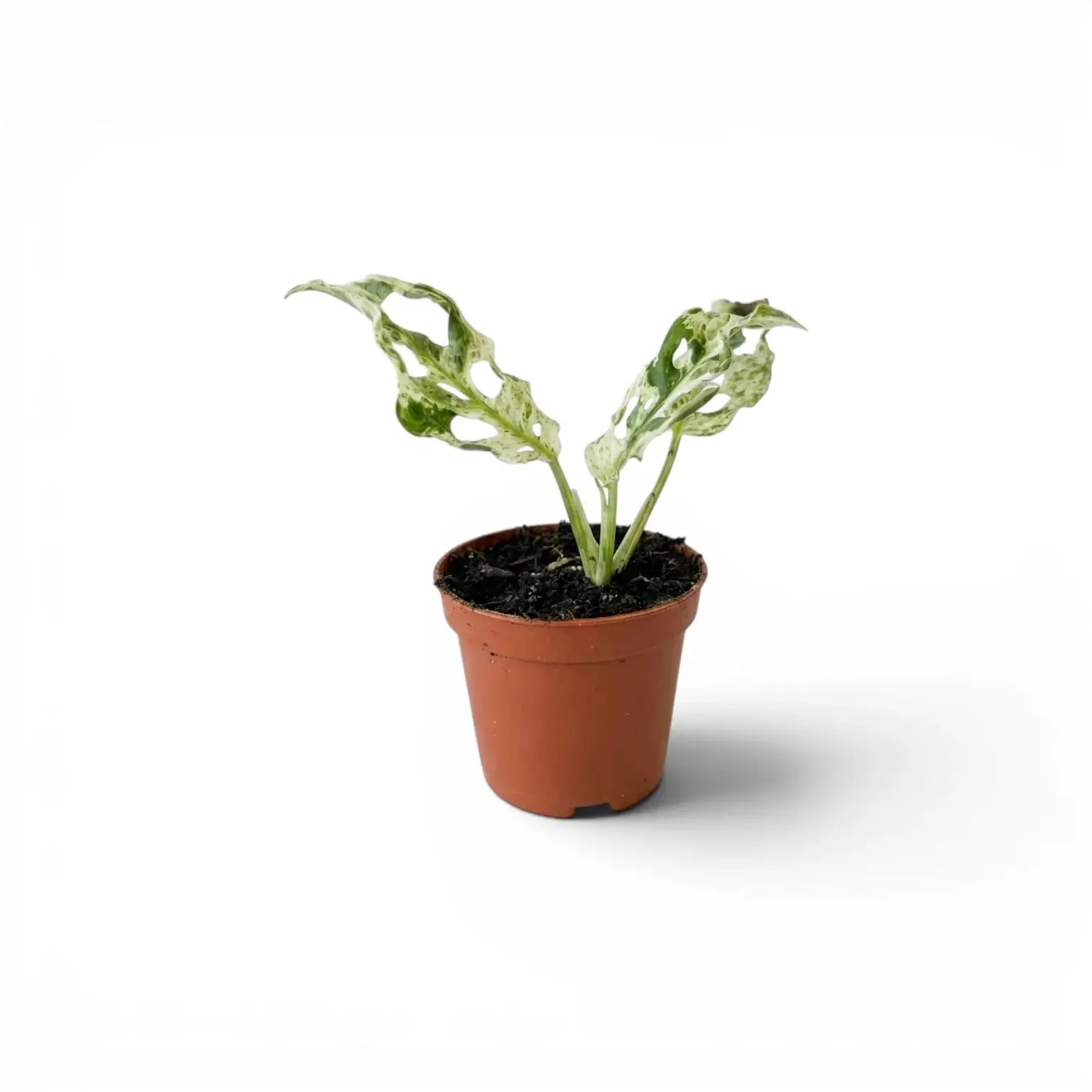 Monstera adansonii 'Frozen Freckles' variegated baby plant in a nursery pot on white background