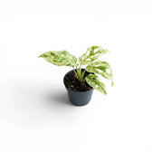 Monstera adansonii 'Frozen Freckles' variegated baby plant in a nursery pot on white background