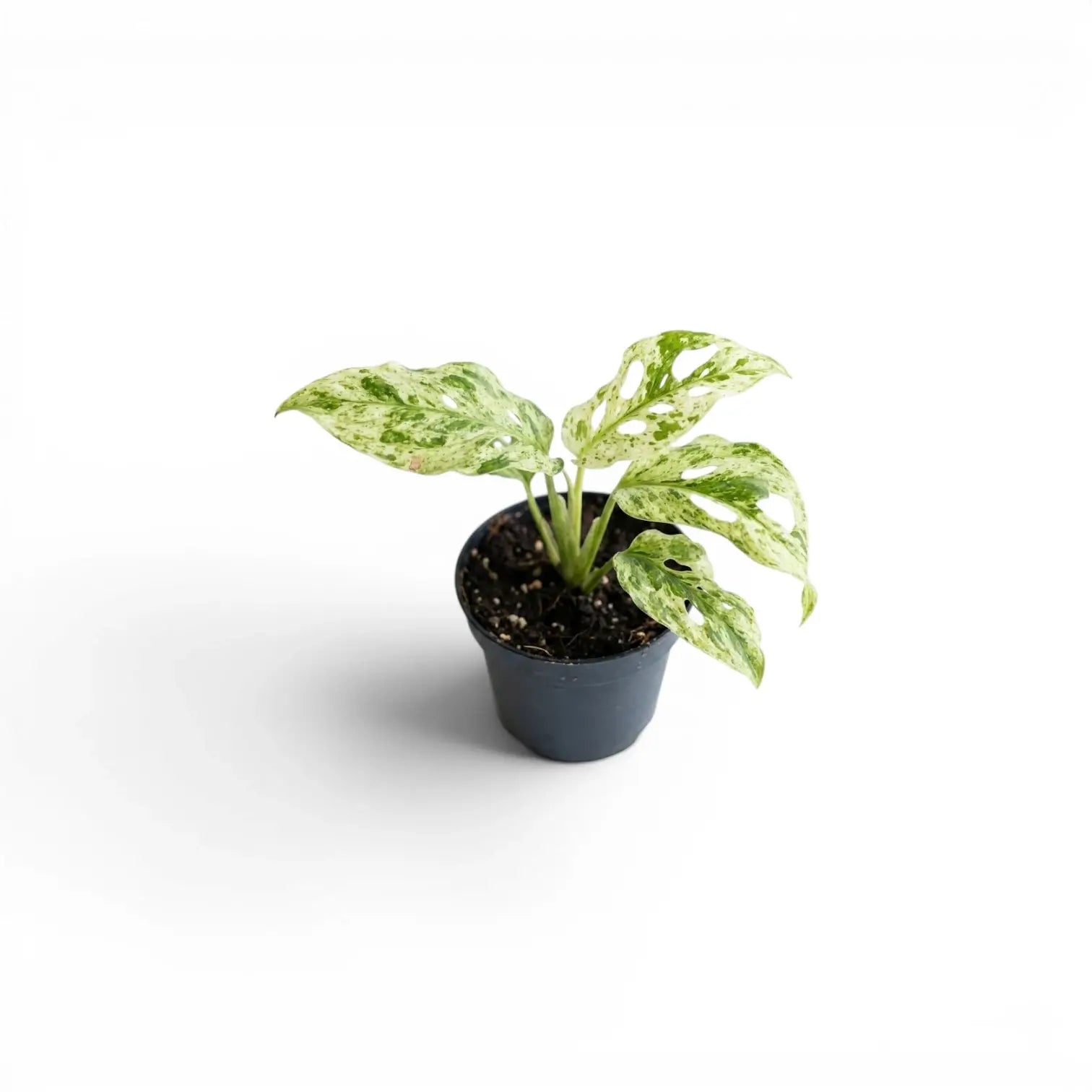 Monstera adansonii 'Frozen Freckles' variegated baby plant in a nursery pot on white background