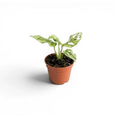 Monstera adansonii 'Frozen Freckles' variegated baby plant in a nursery pot on white background