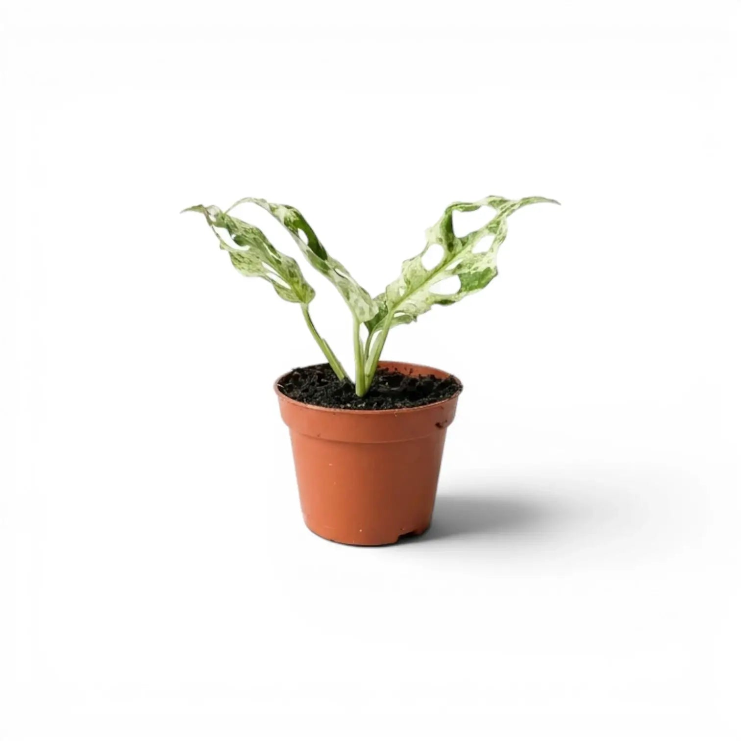 Monstera adansonii 'Frozen Freckles' variegated baby plant in a nursery pot on white background