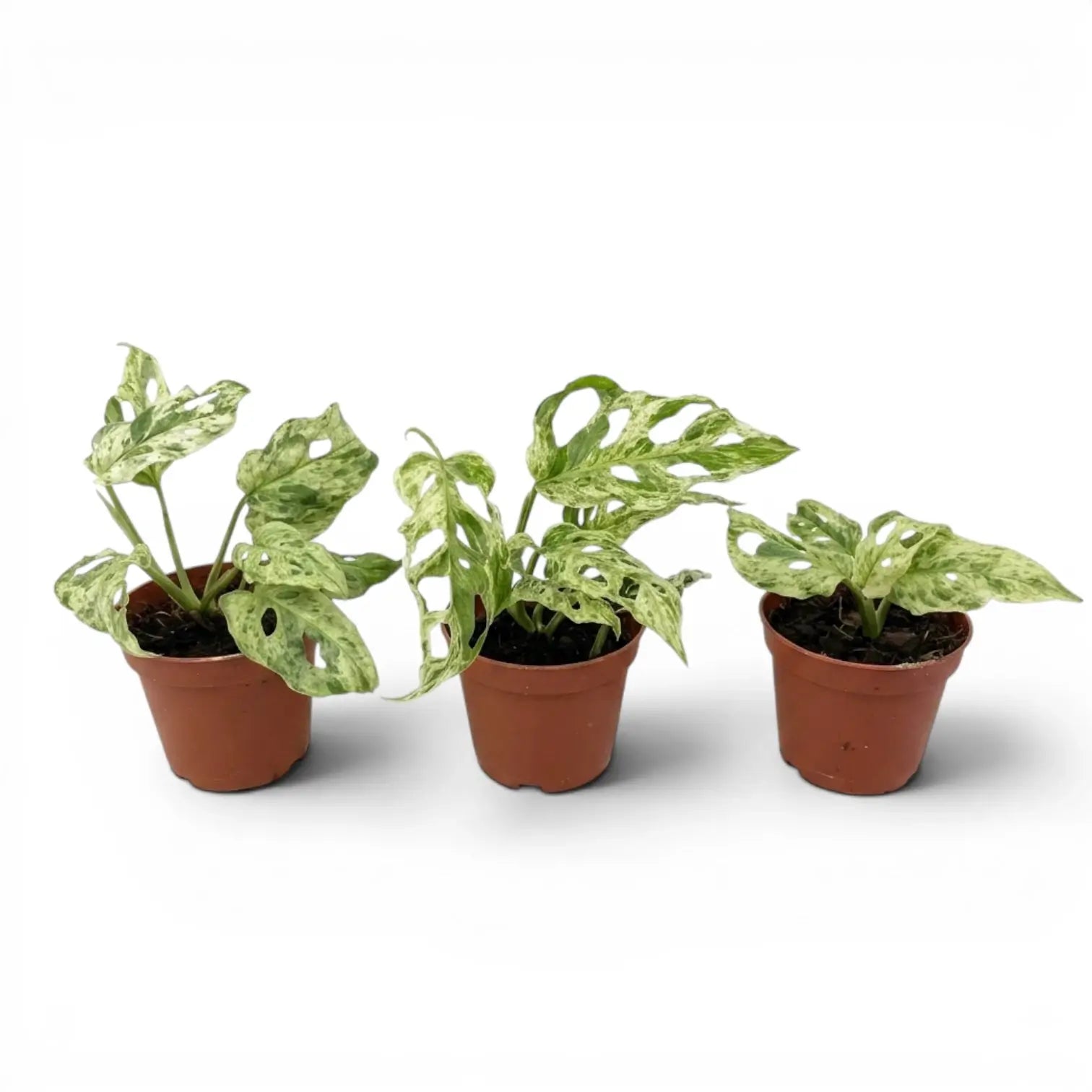 ThreeMonstera adansonii 'Frozen Freckles' variegated baby plant specimens in  nursery pot son white background