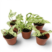 Five specimens of Monstera adansonii 'Frozen Freckles' variegated baby plant in  nursery pots on white background