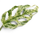 Monstera adansonii 'Frozen Freckles' leaf close-up showing the fenestrations and variegation on white background