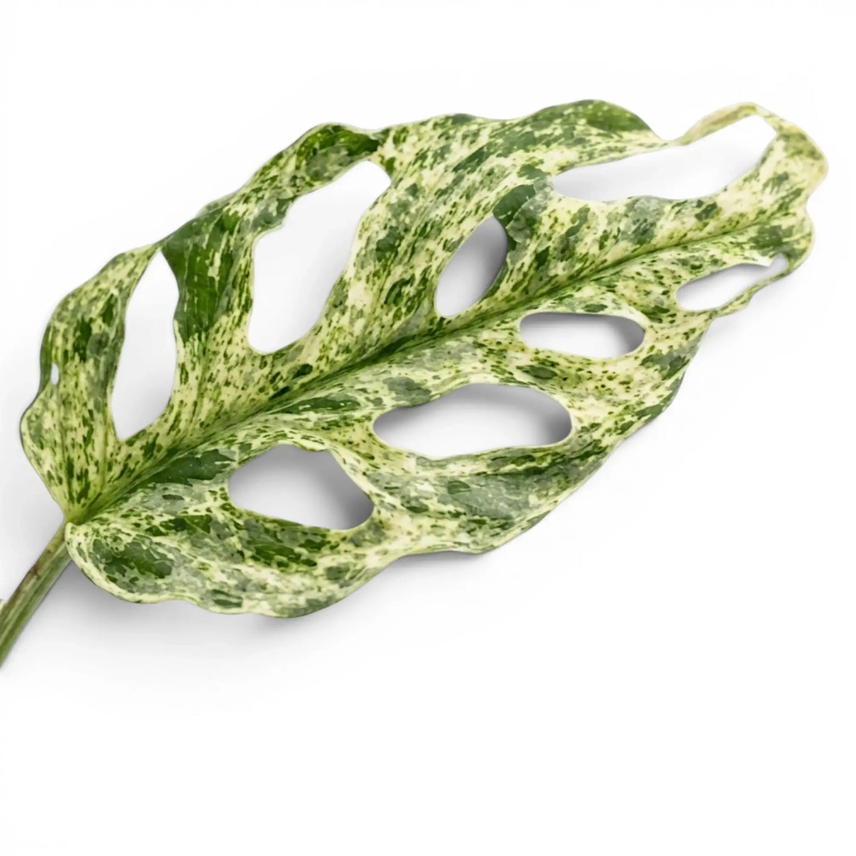 Monstera adansonii 'Frozen Freckles' leaf close-up showing the fenestrations and variegation on white background