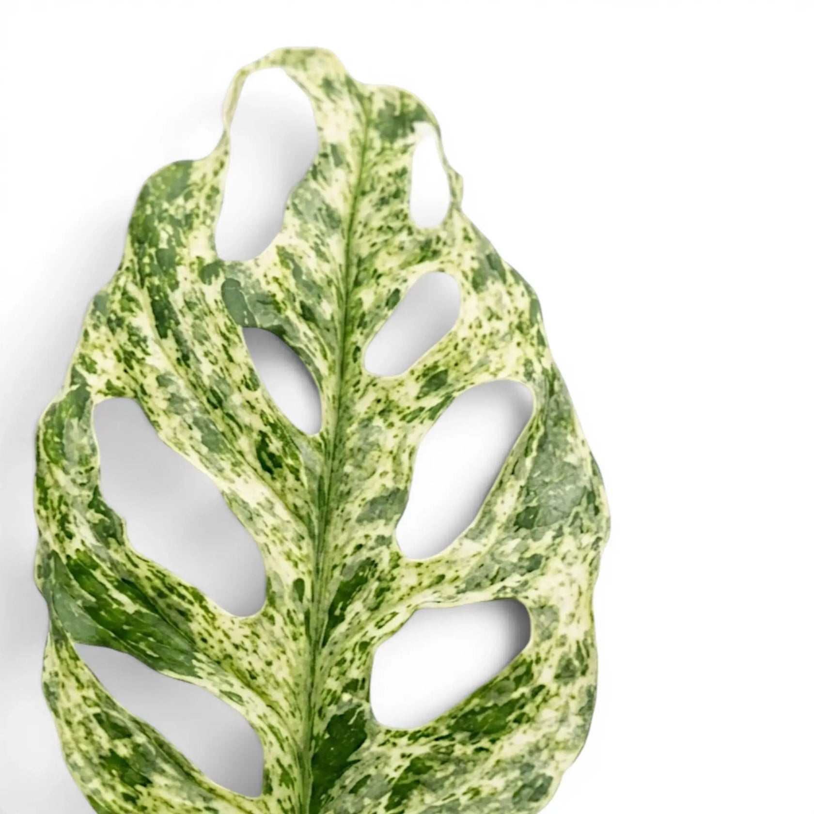 Monstera adansonii 'Frozen Freckles' leaf close-up showing the variegation on white background