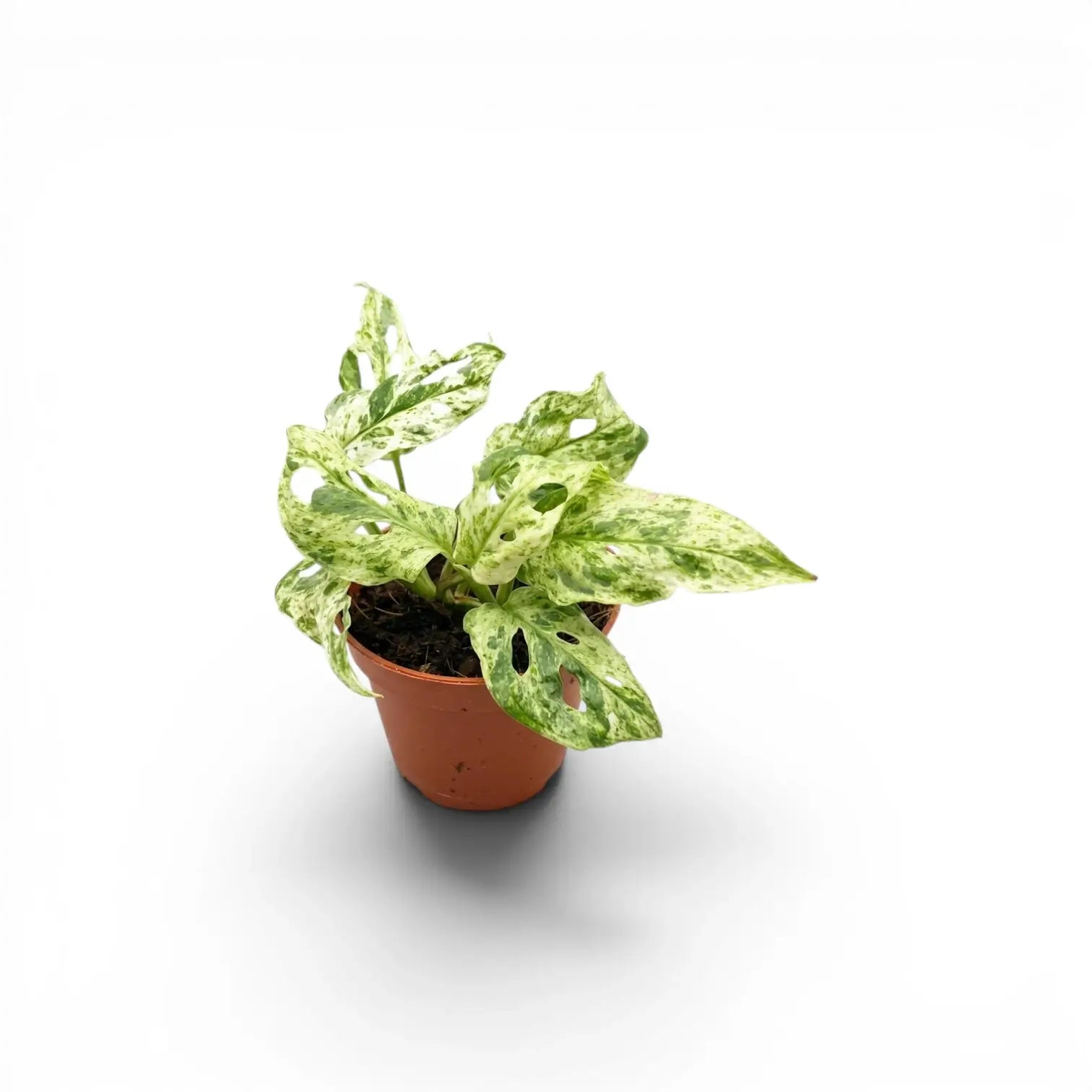 Monstera adansonii 'Frozen Freckles' variegated baby plant in a nursery pot on white background