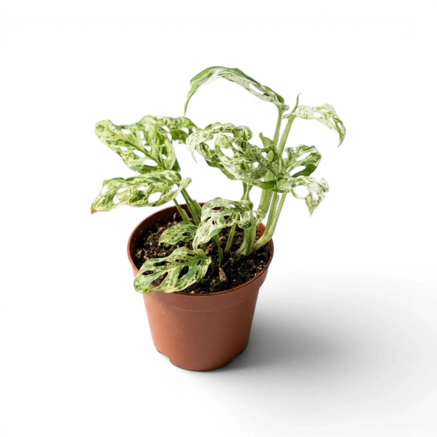 Monstera adansonii 'Frozen Freckles' variegated medium-sized plant in a nursery pot on white background