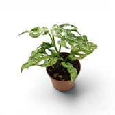 Monstera adansonii 'Frozen Freckles' variegated medium-sized plant in a nursery pot on white background