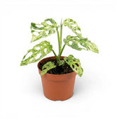 Monstera adansonii 'Frozen Freckles' variegated medium-sized plant in a nursery pot on white background