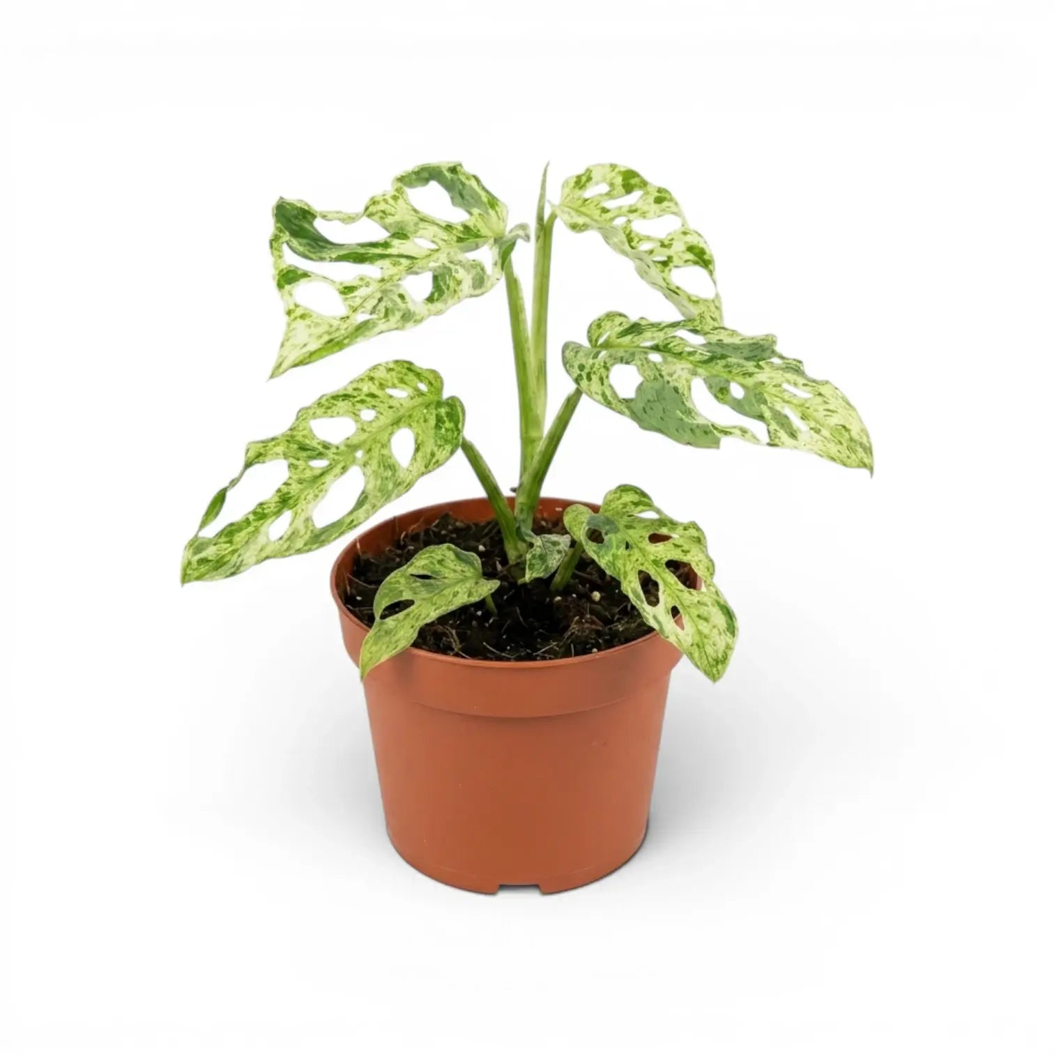 Monstera adansonii 'Frozen Freckles' variegated medium-sized plant in a nursery pot on white background
