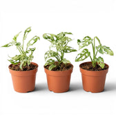 Three Monstera adansonii 'Frozen Freckles' variegated medium-sized plants in a nursery pot on white background