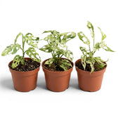 Three Monstera adansonii 'Frozen Freckles' variegated medium-sized plants in a nursery pot on white background