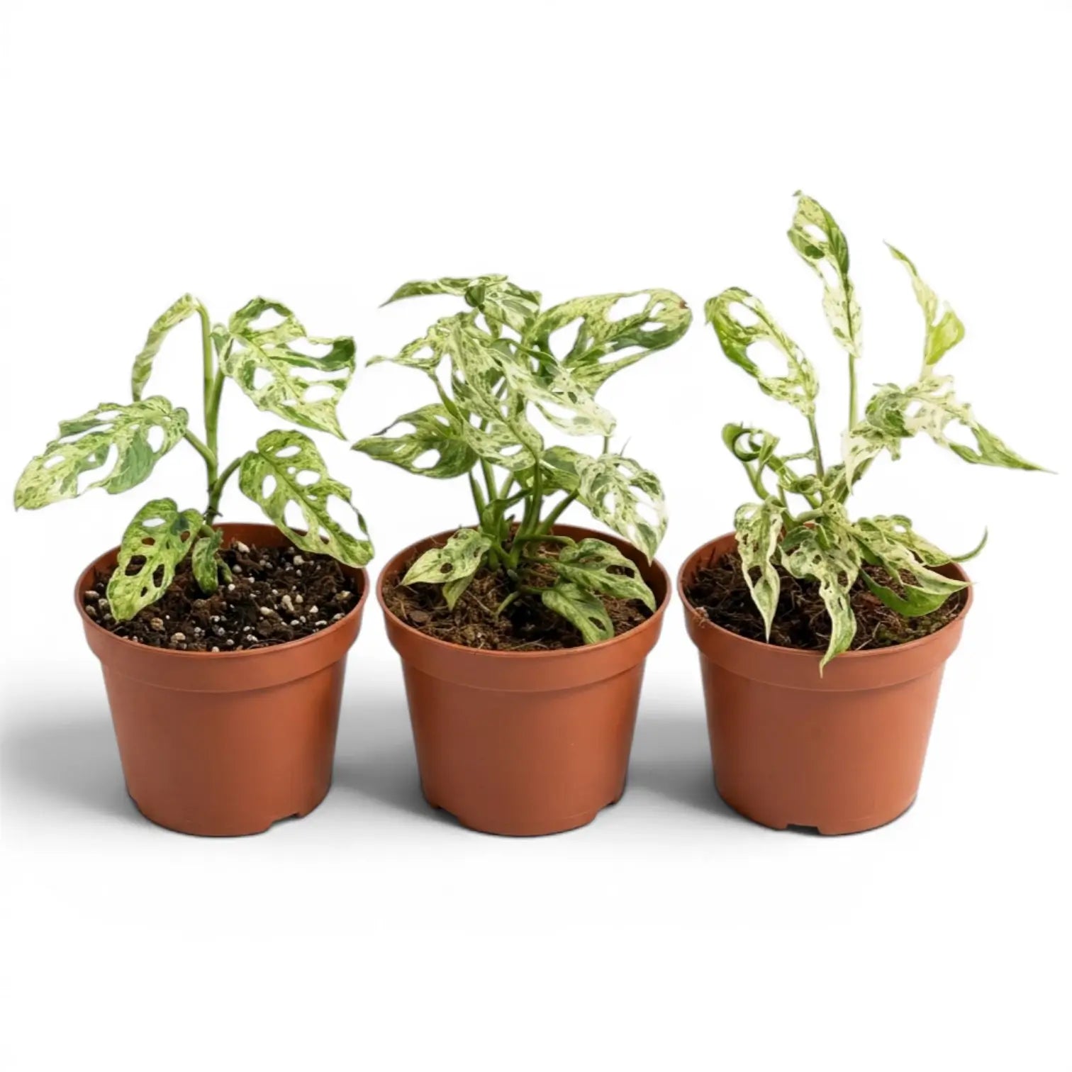 Three Monstera adansonii 'Frozen Freckles' variegated medium-sized plants in a nursery pot on white background