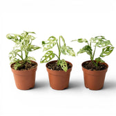 Three different Monstera adansonii 'Frozen Freckles' variegated medium-sized plants in nursery pots on white background