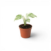 Monstera ‘Green Snow’ baby plant with pale mint-and-cream marbling in a terracotta nursery pot.