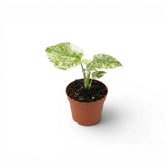 Monstera ‘Green Snow’ baby plant with broad mint-marbled foliage in a terracotta nursery pot.