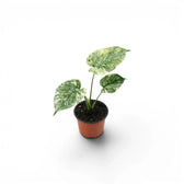 Monstera ‘Green Snow’ baby plant with three pale, finely marbled leaves in a terracotta nursery pot.