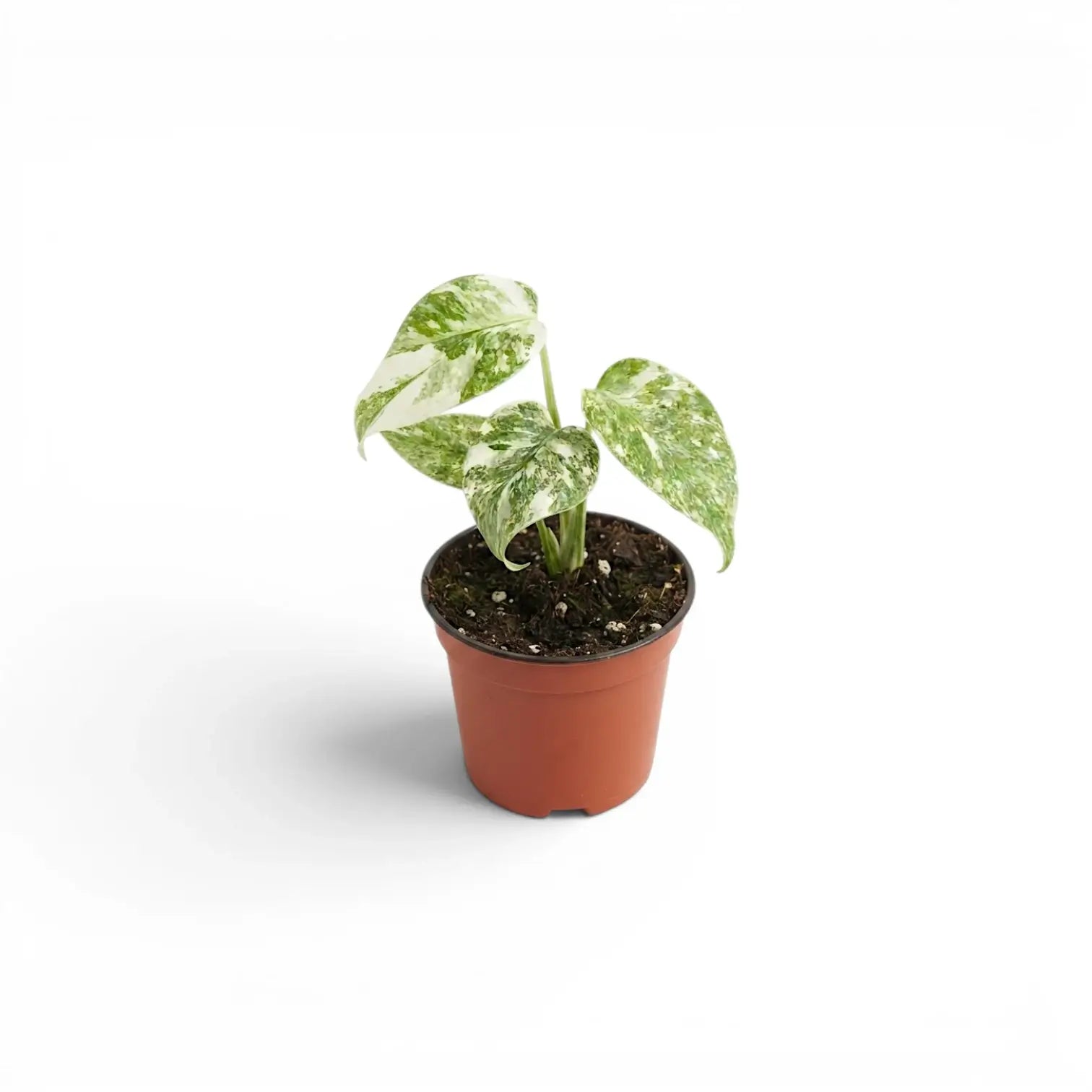 Monstera ‘Green Snow’ baby plant with irregular mint and cream sectors in a terracotta nursery pot.