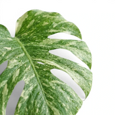 Monstera ‘Green Snow’ fenestrated leaf with fine cream and mint-green marbling.