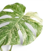 Monstera ‘Green Snow’ fenestrated leaf with a broad cream sector and mint marbling.